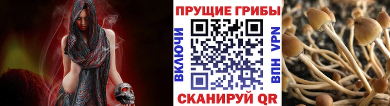 Купить закладки  Гвардейск  Псилоцибиновые грибы Psilocybe 